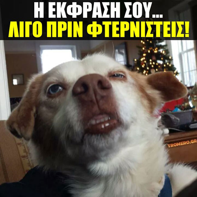 14721619_387867391602297_676365821923996257_n