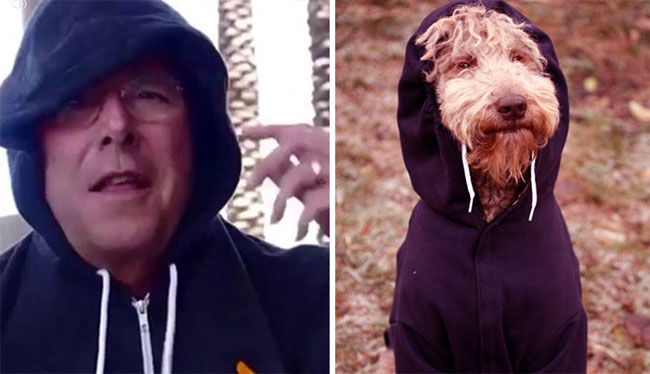 humans-look-like-dogs-doppelganger-you-are-dog-now-twitter-20-57a46b0edeca7__700