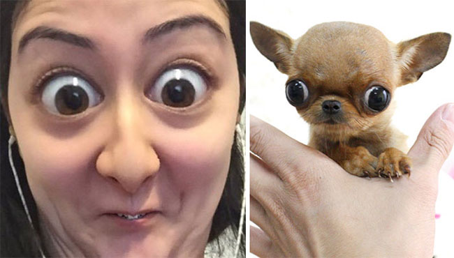 humans-look-like-dogs-doppelganger-you-are-dog-now-twitter-32-57a46b222242f__700