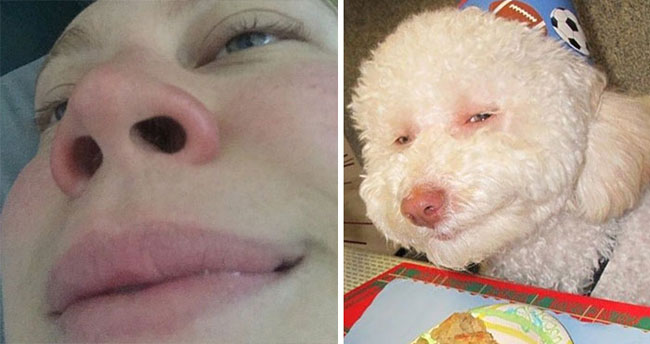 humans-look-like-dogs-doppelganger-you-are-dog-now-twitter-49-57a46b7a16ac0__700