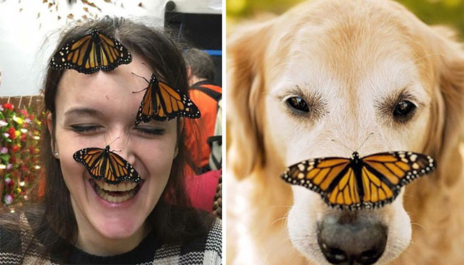 humans-look-like-dogs-doppelganger-you-are-dog-now-twitter-74-57a46bb2b999d__700