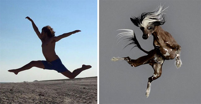 humans-look-like-dogs-doppelganger-you-are-dog-now-twitter-75-57a46bb4b1956__700