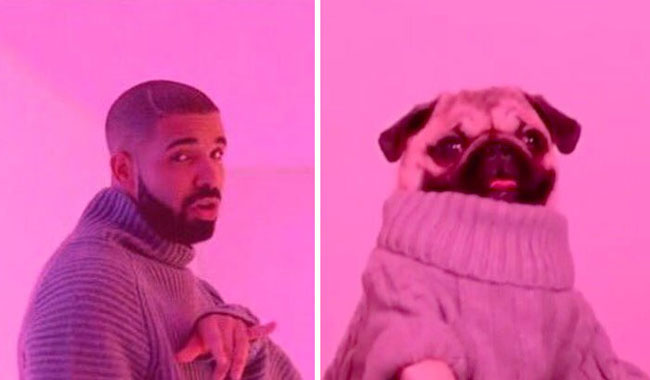 humans-look-like-dogs-doppelganger-you-are-dog-now-twitter-9-57a46afc00200__700