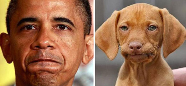 humans-look-like-dogs-doppelganger-you-are-dog-now-twitter-87-57a46bdeae141__700