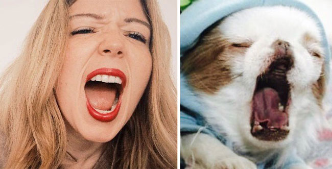 humans-look-like-dogs-doppelganger-you-are-dog-now-twitter-88-57a46be027291__700