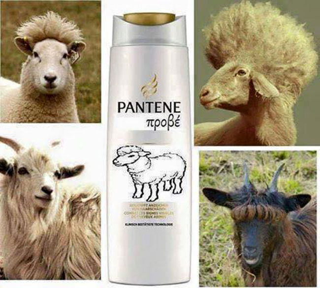 13880237_1557296010981498_7153674461095278912_n