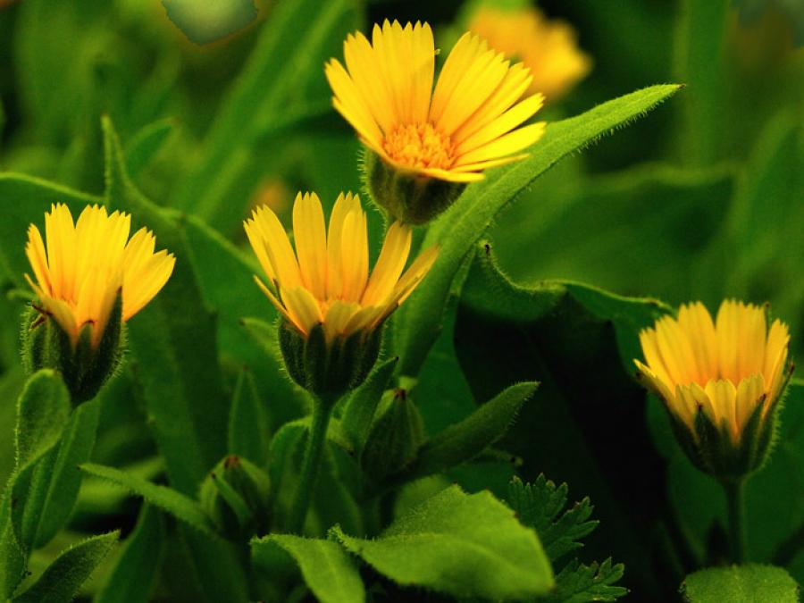 Calendula arvensis (Vaill.) L.. Calendula officinalis Pest.